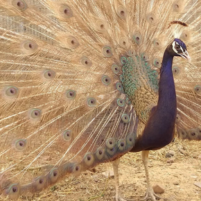 Pavão Purple Jovem à venda – Ave ornamental com envio para todo o Brasil