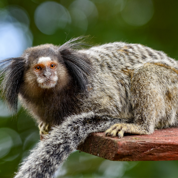 Sagui-de-tufo-preto à venda – Animal ornamental com envio para