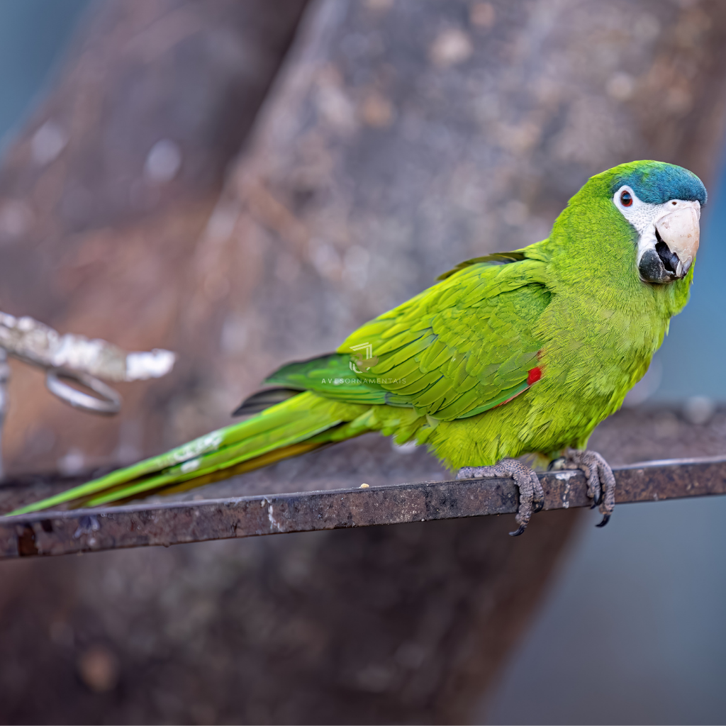 Arara Nobre