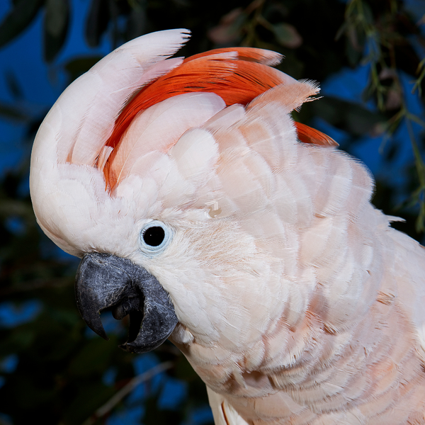 Cacatua Moluca